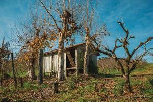 Bento Goncalves, Brasilien - 12. Juli 2019. Ländliche Herbstlandschaft mit einer kleinen schäbigen Hütte neben blattlosen Platanen, in einem Weinberg in der Nähe von Bento Goncalves. foto