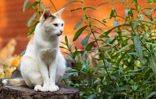 Katze mit blauen Augen im Gras liegend. beliebte Haustiere foto