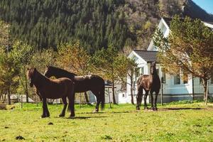 Pferde grasen auf einem grünen Rasen vor dem Hintergrund von Haus und Bergen. Pferde, die auf grünem Gras in einem Bauernhof weiden lassen foto