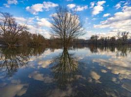 Baum am Wasser im Winter foto