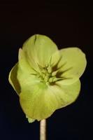 gelbe Blumenblüte Nahaufnahme Helleborus viridis Familie Ranunculaceae hochwertige große botanische Drucke foto