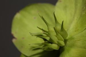 gelbe Blumenblüte Nahaufnahme Helleborus viridis Familie Ranunculaceae hochwertige große botanische Drucke foto