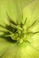 gelbe Blumenblüte Nahaufnahme Helleborus viridis Familie Ranunculaceae hochwertige große botanische Drucke foto