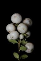 wilde weiße kleine Blumenfrucht Nahaufnahme botanischer Hintergrund Symphoricarpos Orbiculatus Familie Caprifoliaceae große Größe hochwertiger Druck foto