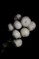 wilde weiße kleine Blumenfrucht Nahaufnahme botanischer Hintergrund Symphoricarpos Orbiculatus Familie Caprifoliaceae große Größe hochwertiger Druck foto