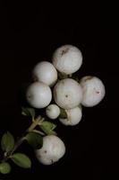 wilde weiße kleine Blumenfrucht Nahaufnahme botanischer Hintergrund Symphoricarpos Orbiculatus Familie Caprifoliaceae große Größe hochwertiger Druck foto