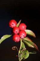 rote kleine Frucht Nahaufnahme botanischer Hintergrund Gaultheria Procumbens Familie Ericaceae große Größe hochwertige Drucke foto