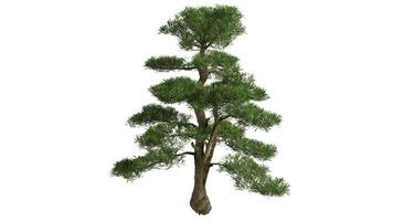 3D-Bäume Hintergrundszene weiß foto