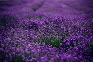 Lavendelfeld im Sonnenlicht, Provence, Hochebene Valensole. schönes Bild von Lavendelfeld. Lavendelblütenfeld, Bild für natürlichen Hintergrund. Sehr schöne Aussicht auf die Lavendelfelder. foto