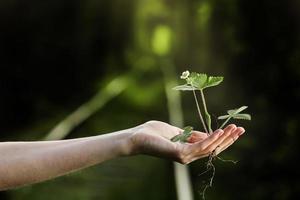 Umwelt Tag der Erde in den Händen von Bäumen, die Sämlinge wachsen. Bokeh grüner Hintergrund weibliche Hand, die Baum auf Naturfeldgraswalderhaltungskonzept hält.