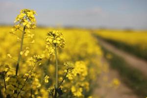 gelber Raps auf einem Hintergrund des Himmels. selektiver Fokus auf Farbe. Rapsfeld mit reifem Raps, landwirtschaftlicher Hintergrund foto