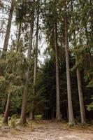 hohe alte Bäume im herbstlichen Kiefernwald. Karpaten, Ukraine