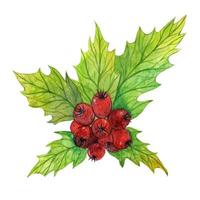 Holly Branch mit roten Beeren und grünen Blättern. handgezeichnete aquarellillustration. traditionelle saisonale Dekoration für Weihnachtsferien, Urlaub, Veranstaltungen, Partys. isoliertes Neujahrselement. foto