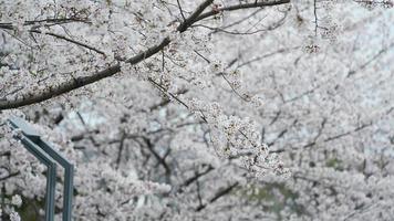 die schönen kirschblumen blühen im frühjahr im park in china foto