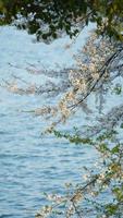 die schönen kirschblumen blühen im frühjahr im park in china foto