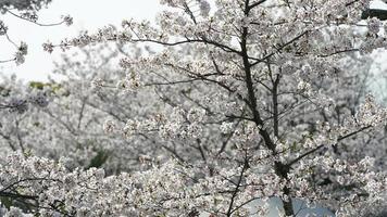 die schönen kirschblumen blühen im frühjahr im park in china foto