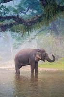 Asiatischer Elefant in einem natürlichen Fluss im tiefen Wald, thailand foto