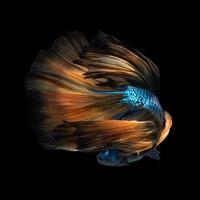 Nahaufnahme Kunstbewegung von Betta-Fischen oder siamesischen Kampffischen auf schwarzem Hintergrund