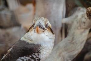 Nahaufnahme Porträt eines lachenden Kookaburra, der auf einem Baum sitzt foto