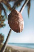 Kokosnuss, die vom Baum fällt foto