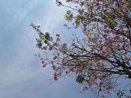 rosa blumen blühen im sommer von thailand an den bäumen. foto