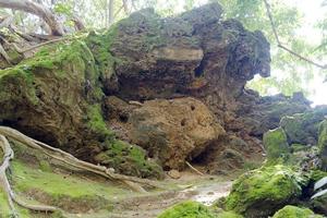 das Moos auf den Felsen. foto