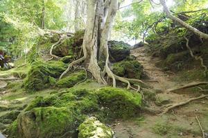 alter Baum im Park. foto