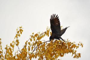 schwarzer Rabe. der Vogel fliegt aus dem Busch. Herbstbusch mit gelbem Laub. foto