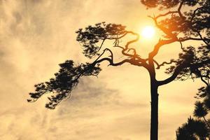 natürlicher hintergrund kiefer schwarzer schatten. der hintergrund ist himmel sonnenuntergang gelbgold. Thailand. foto