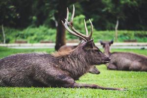 Rehe, die auf dem Rasen laufen. im Park. Thailand foto