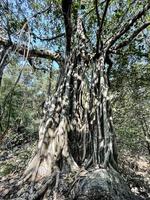 Flachwinkelansicht eines riesigen indischen Würgefeigenbaums Vad Tree foto