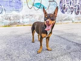 mexikanischer Chihuahua-Hund zwinkert dir zu Playa del Carmen Mexiko. foto