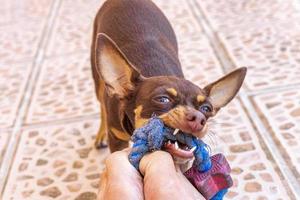 mexikanischer brauner chihuahua hund verspieltes schönes und aggressives mexiko. foto