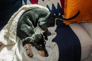 Süßer kleiner Köterhund, der auf der Couch aus einem Haus in Sao Manuel steht. eine kleine Stadt in der brasilianischen Landschaft. foto