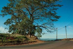 Gepflasterte Landstraße neben Laubbaum an einem von grüner Wiese bedeckten Hang, an einem sonnigen Tag in der Nähe von Pardinho. ein kleines ländliches dorf auf dem land des bundesstaates são paulo. foto