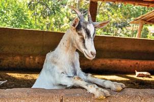 Nahaufnahme der Ziege in einem Bauernhaus in der Nähe des Dorfes Joanopolis. in der landschaft des bundesstaates sao paulo gelegen, einer region, die reich an landwirtschaftlichen und viehprodukten ist, brasilien foto