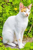 mexikanisches weißes Katzenporträt, das in der mexikanischen Natur hübsch süß aussieht. foto