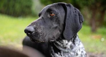 Deutscher Kurzhaarzeiger. Jagdhund im Garten. foto