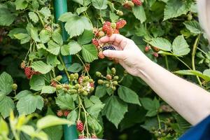 Himbeerstrauch. eine Hand, die eine Frucht im Garten hält. foto