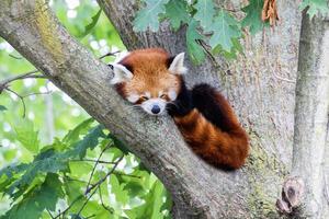 roter Panda - Ailurus fulgens - Porträt. süßes Tier, das faul auf einem Baum ruht. foto