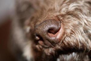 braunes Trüffelhundegesicht mit lockigen Haaren Nahaufnahme Lagotto Romagnolo Hintergrund hochwertige große Drucke foto