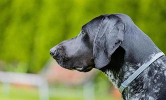 Deutscher Kurzhaarzeiger. ein Schuss im Profil eines Jagdhundes. foto