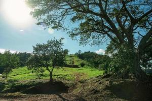 belaubte Baumsilhouette mit Sonnenlicht, das durch Äste kommt, an einem Hang, der von grüner Wiese in der Nähe von Pardinho bedeckt ist. ein kleines ländliches dorf auf dem land des bundesstaates são paulo. foto