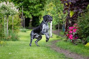 deutscher Zeiger. Jagdhund in Bewegung. foto