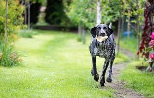 deutscher Zeiger. Jagdhund in Bewegung. foto