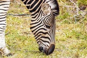 Gestreiftes Zebra frisst Gras Krüger Nationalpark Safari Südafrika.