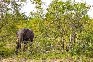 Big Five Afrikanischer Elefant Krüger Nationalpark Safari Südafrika. foto