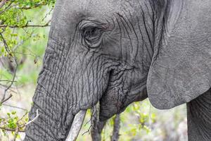 Big Five Afrikanischer Elefant Krüger Nationalpark Safari Südafrika. foto
