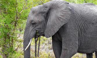 Big Five Afrikanischer Elefant Krüger Nationalpark Safari Südafrika. foto