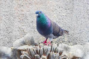 Taubenvogel sitzt auf dem Stadtgebäude von San Jose Costa Rica. foto